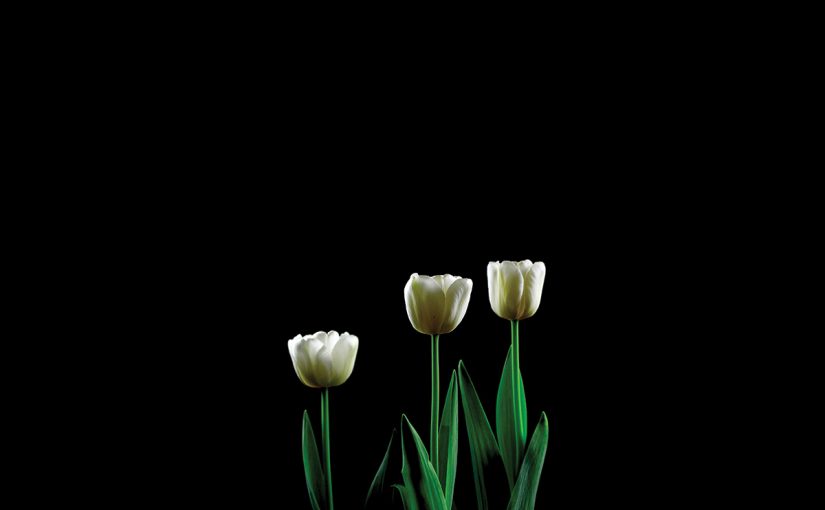 White Tulips