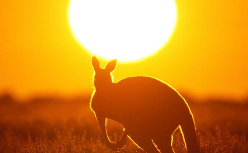 Australia Day – Kangaroo