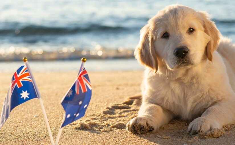 Australia Day – Dog